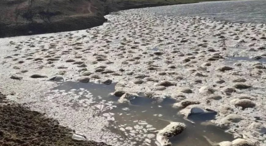 Батыс Қазақстандағы су қоймасында ақбөкендер жаппай қырылып қалған